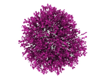 Cercis siliquastrum bourgeon - arbre de Judée