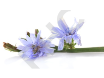 CHICOREE en vrac (Cichorium intybus)