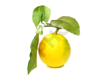 Citrus limonum bourgeon - citronnier