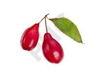 Cornouiller sanguin bourgeon 1DH - CORNUS SANGUINEA