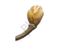 Corylus avellana bourgeon - noisetier