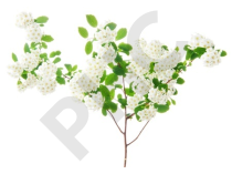 Crataegus oxyacantha bourgeon - aubépine