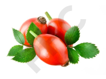 CYNORRHODON (Rosa canina)