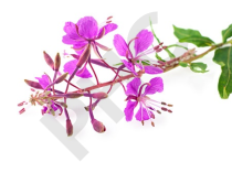 EPILOBE  en vrac (Epilobium parviflorum)