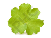 Alchemille Extrait Plantes Fraîches - EPS