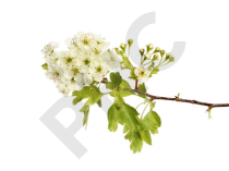 Aubépine Extrait Plantes Fraîches - EPS