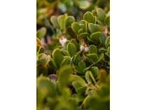 Busserole Extrait Plantes Fraîches - EPS
