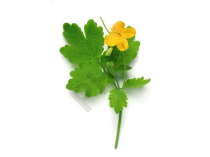 CHELIDOINE  en vrac (Chelidonium majus)