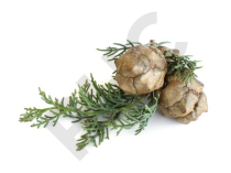 Cyprès Extrait Plantes Fraîches - EPS