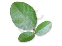 Desmodium Extrait Plantes Fraîches - EPS
