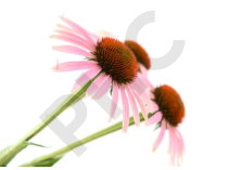 Echinacée Extrait Plantes Fraîches - EPS