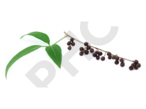 Gattilier Extrait Plantes Fraîches - EPS