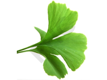 Ginkgo biloba Extrait Plantes Fraîches - EPS