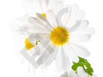Grande camomille Extrait Plantes Fraîches - EPS