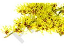 Hamamelis Extrait Plantes Fraîches - EPS