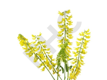 Mélilot Extrait Plantes Fraîches - EPS
