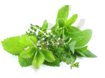 Mélisse Extrait Plantes Fraîches - EPS