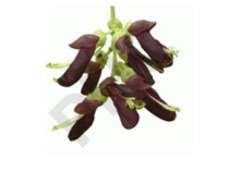 Mucuna  Extrait Plantes Fraîches - EPS