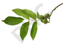 Noyer Extrait Plantes Fraîches - EPS