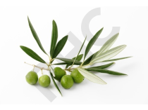 Olivier Extrait Plantes Fraîches - EPS