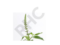 Orthosiphon Extrait Plantes Fraîches - EPS