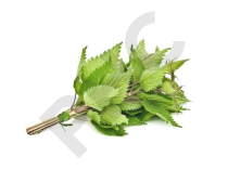 Ortie (parties aériennes) Extrait Plantes Fraîches - EPS