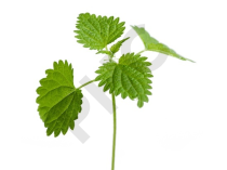 Ortie (racines) Extrait Plantes Fraîches - EPS