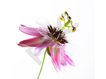Passiflore Extrait Plantes Fraîches - EPS