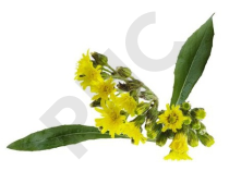 Piloselle Extrait Plantes Fraîches - EPS
