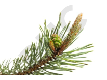 Pin sylvestre Extrait Plantes Fraîches - EPS