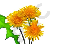 Pissenlit Extrait Plantes Fraîches - EPS