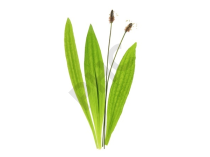 Plantain lancéolé Extrait Plantes Fraîches - EPS