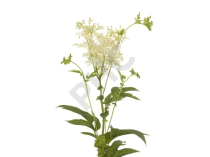 Reine des prés Extrait Plantes Fraîches - EPS