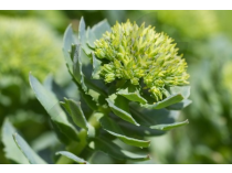 Rhodiole Extrait Plantes Fraîches - EPS