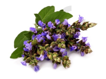 Sauge sclarée Extrait Plantes Fraîches - EPS