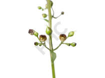 Scrofulaire Extrait Plantes Fraîches - EPS