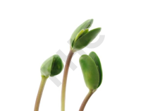 Soja Extrait Plantes Fraîches - EPS