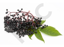 Sureau Extrait Plantes Fraîches - EPS