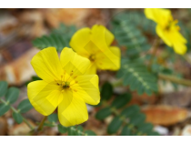 Tribulus Extrait Plantes Fraîches - EPS