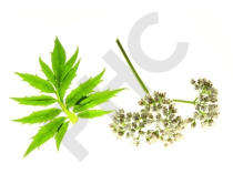 Valériane Extrait Plantes Fraîches - EPS