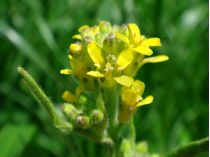 ERYSIMUM  en vrac (Sisymbrium officinale)
