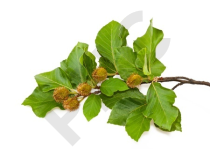 Fagus sylvatica bourgeon - hêtre