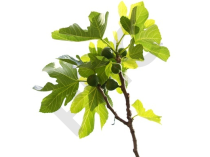 Ficus carica bourgeon 1DH - figuier