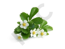 FRAISIER en vrac (Fragaria vesca)