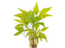 Fraxinus excelsior bourgeon - frêne élevé