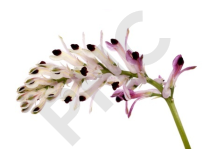 FUMETERRE en vrac (Fumaria officinalis)