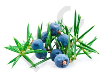 GENIEVRE en vrac (Juniperus communis)