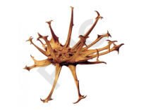 HARPAGOPHYTUM en vrac (Harpagophytum procumbens)