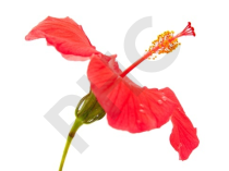 HIBISCUS  en vrac (Hibiscus sabdariffa)