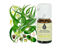 Eucalyptus citronné bio huile essentielle bio